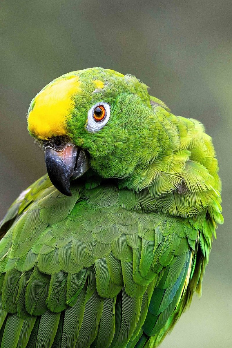 Amazon Rainforest, Brazil